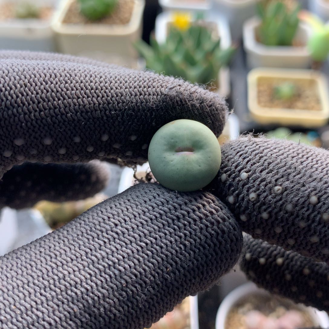 004红嘴福利一颗