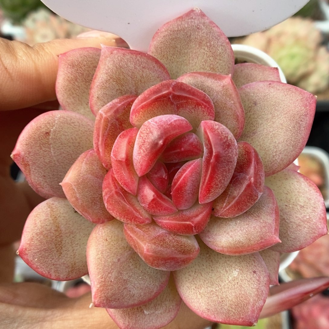 琴心可拍4185号。         