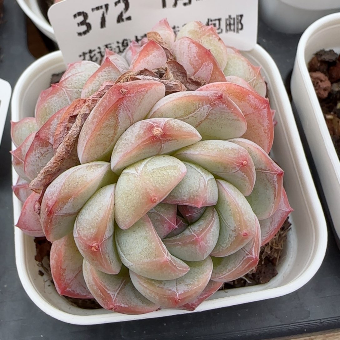 花语逸镜0128-372