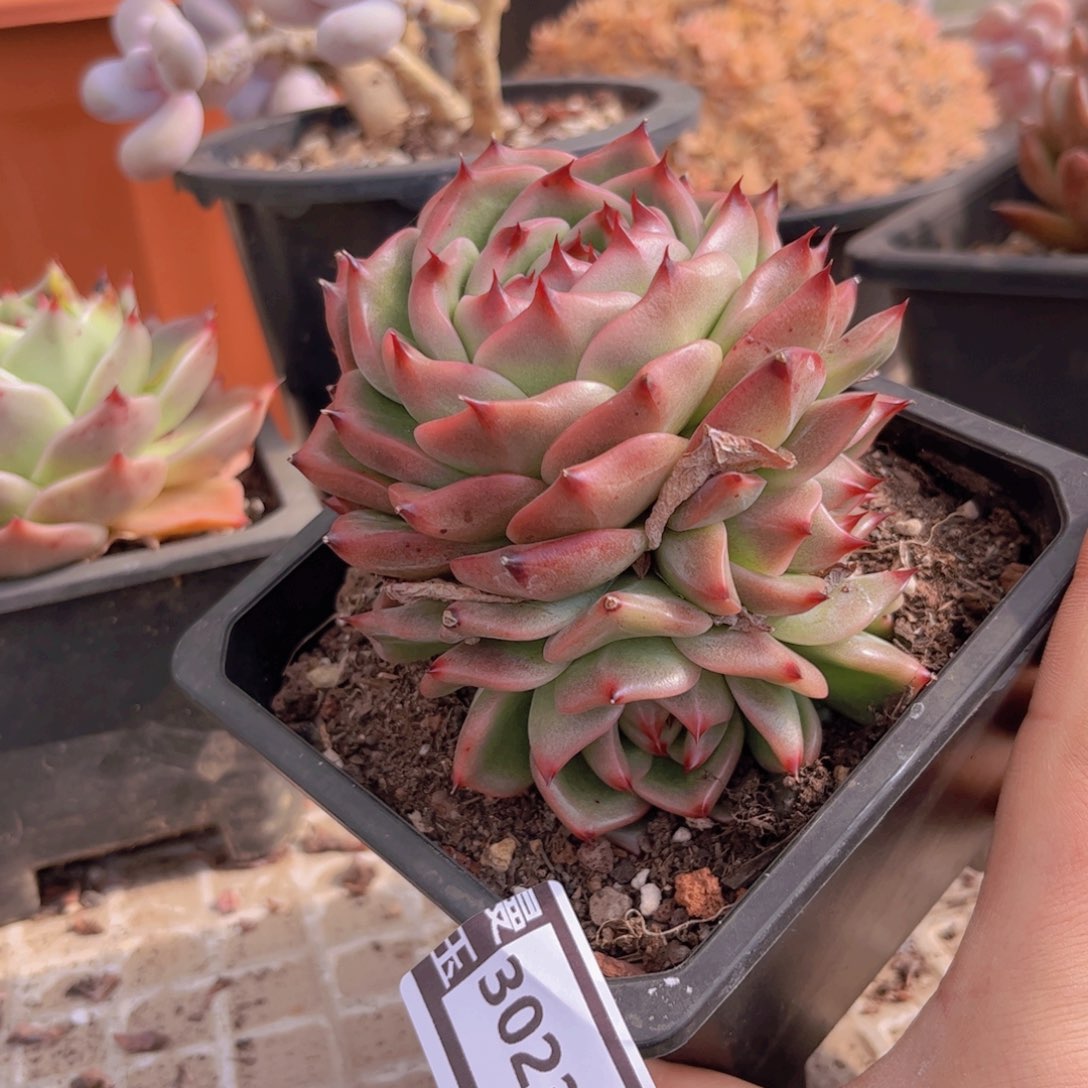 蓝龙多肉植物30230
