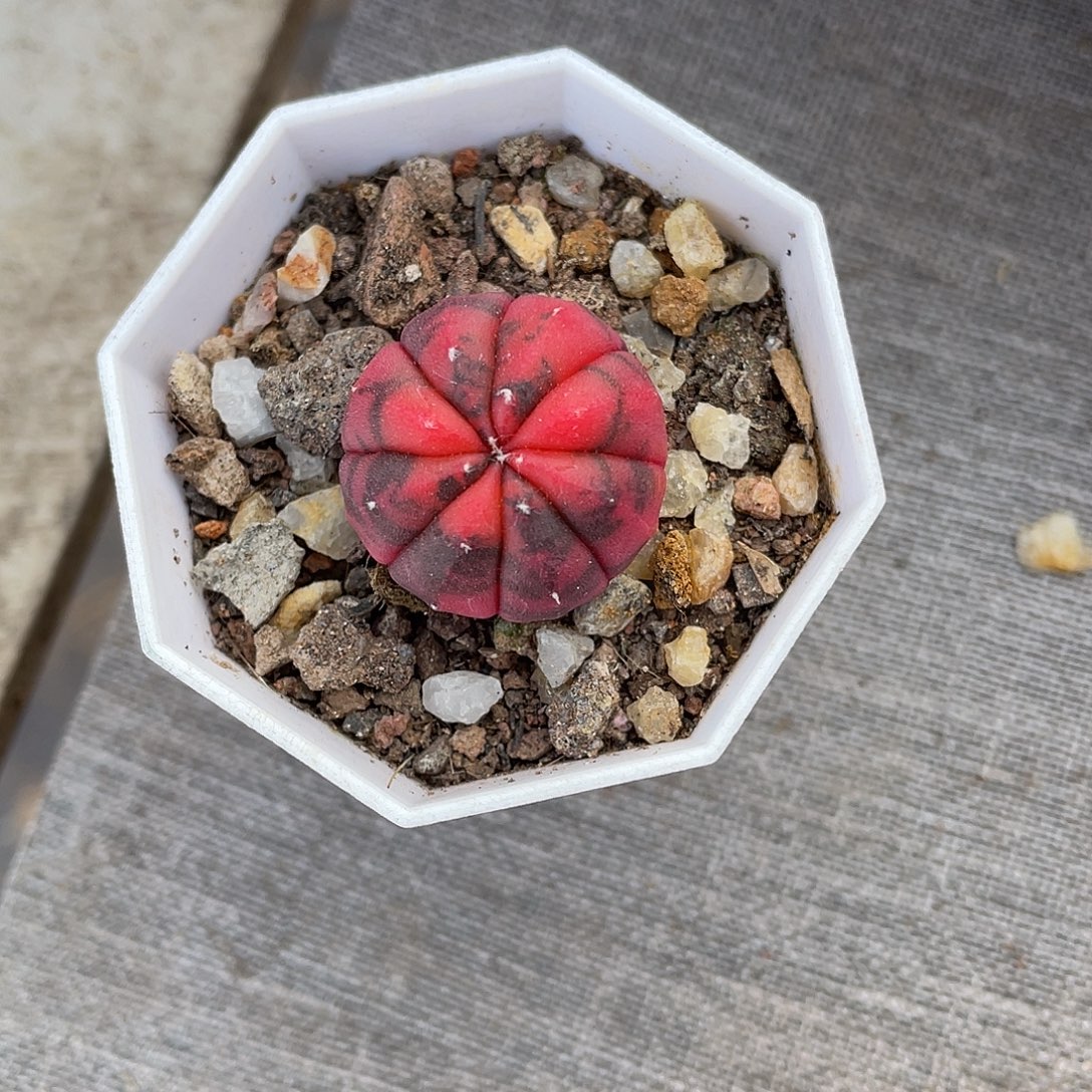 仙人球实生星兜锦带盆