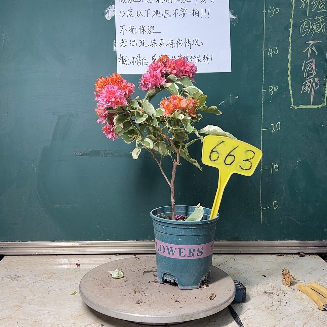 完全开放斑叶重瓣橙663