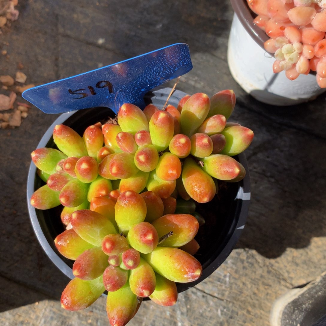 千代田7372727272727