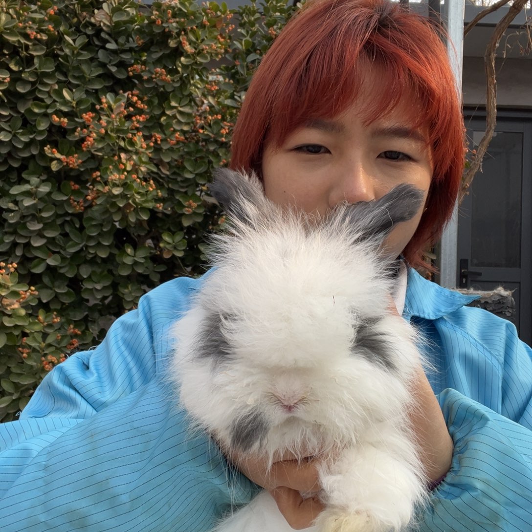 宠物兔英系安哥拉兔