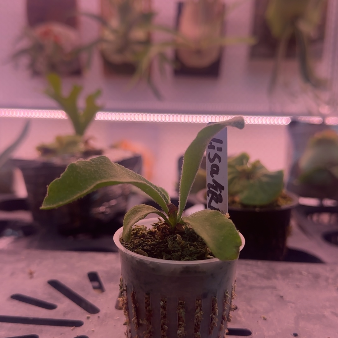 lisa银鹿鹿角蕨孢子苗