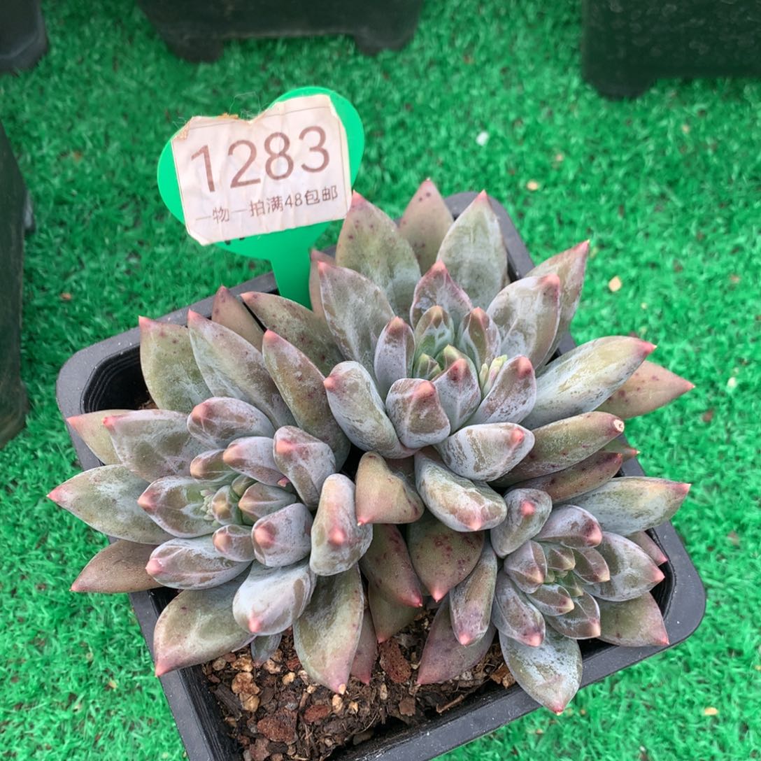 重楼无砍开播福利1283
