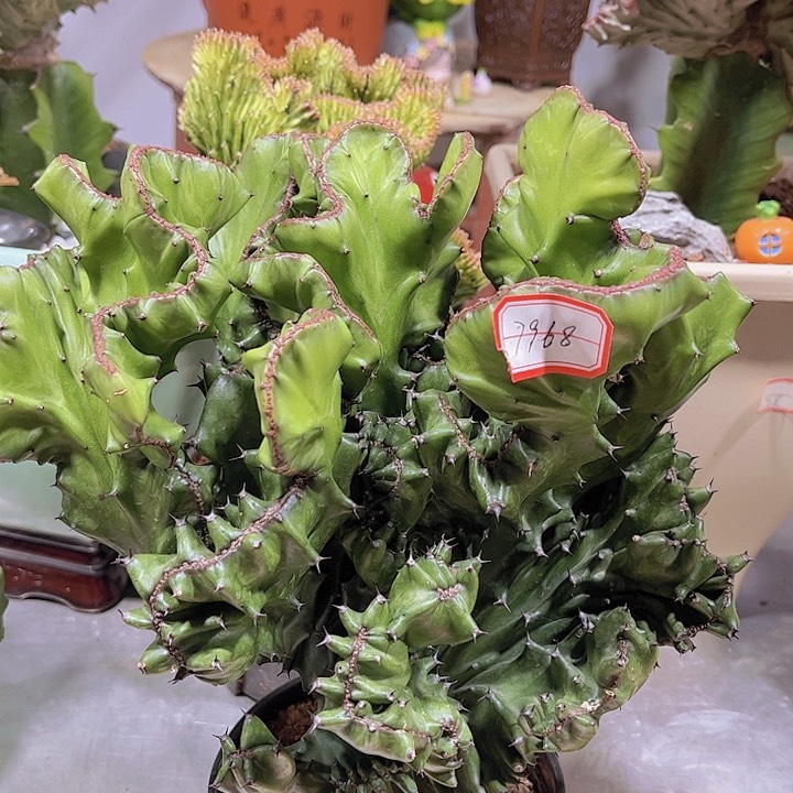 大戟科多肉玉麒麟60