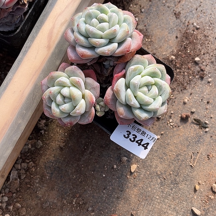 阿雅园艺。     3344