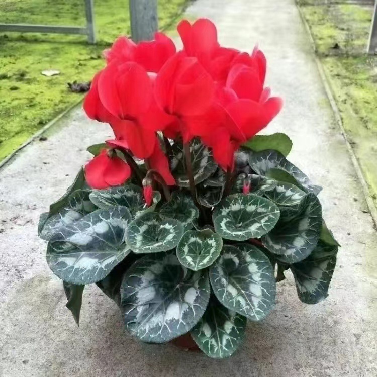 仙客来盆栽室内盆栽花卉客厅办公室阳台花卉观花盆栽桌面植物