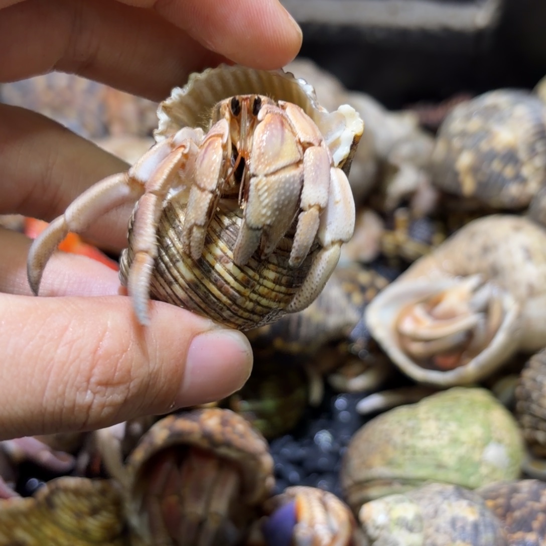 活体寄居蟹 不退不换 28