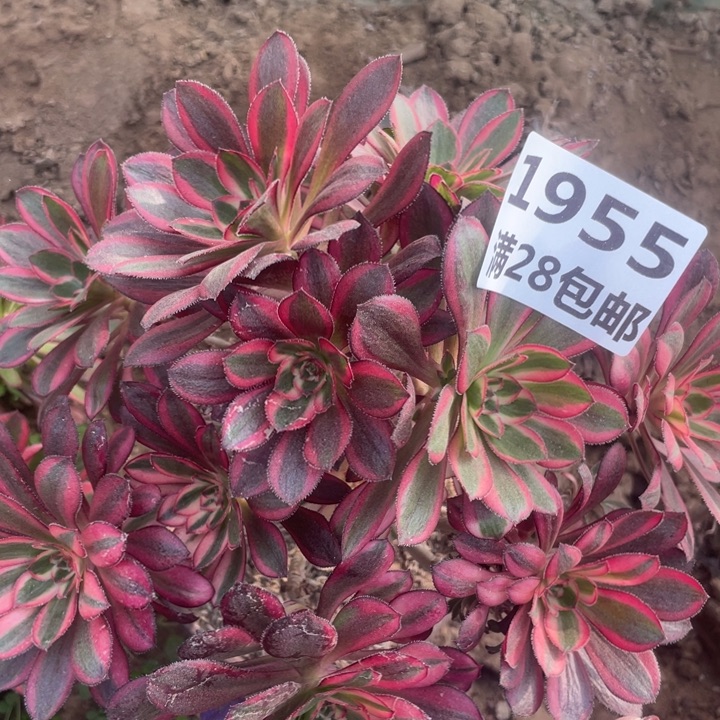 1955香奈尔母本一号㺱B多肉