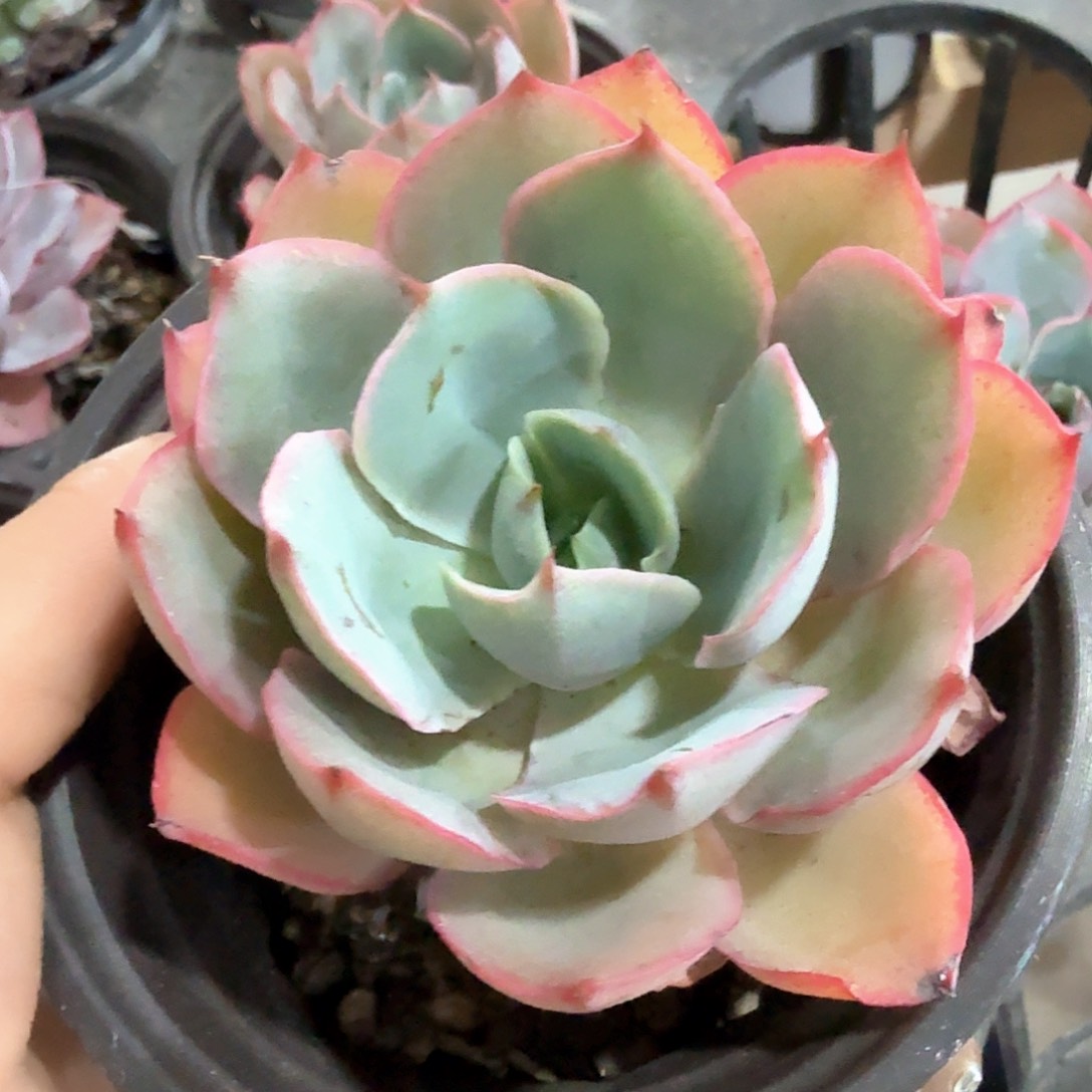 赫拉多肉植物浅粉状态