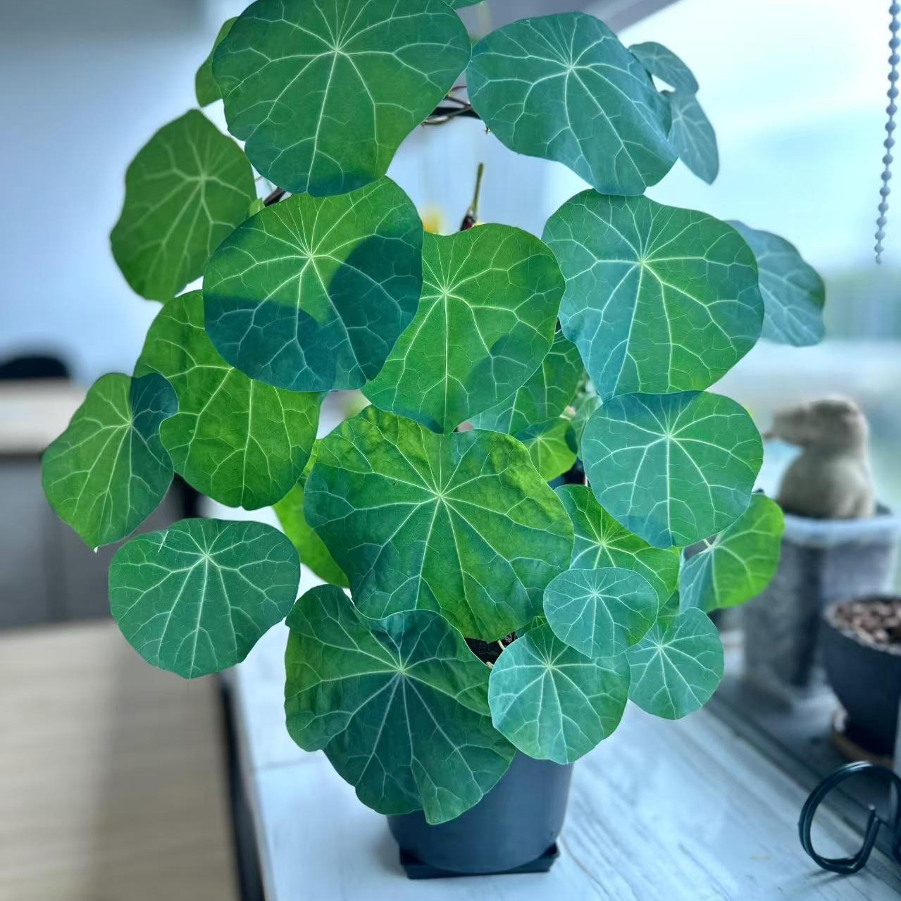 山乌龟爬藤绿植绿植盆栽金不换室内外皆可正宗血藤山乌龟种