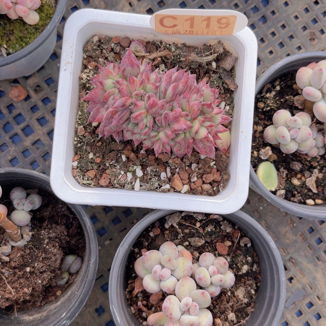 C119红蜡糖缀一物一拍