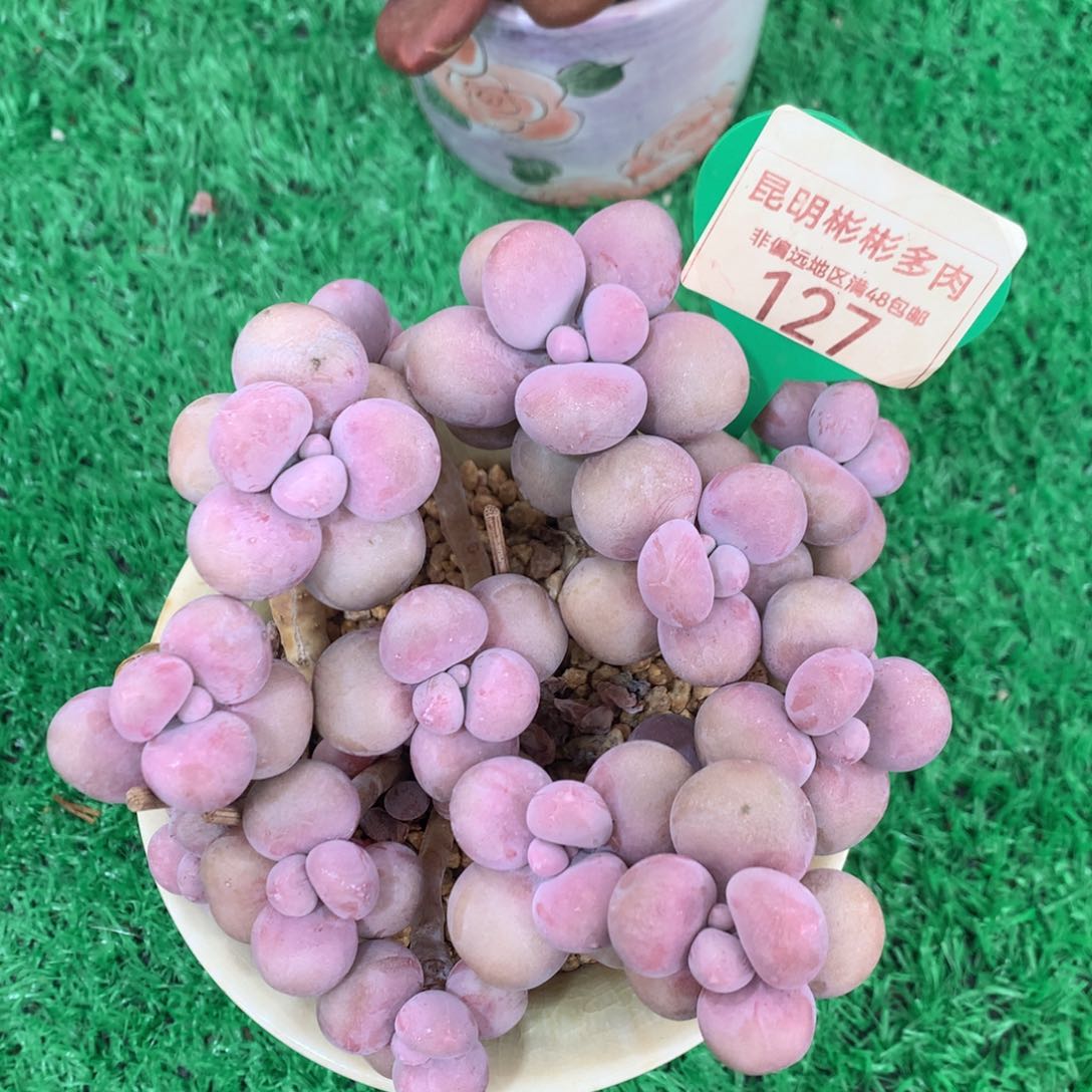 桃蛋老桩无砍平头127