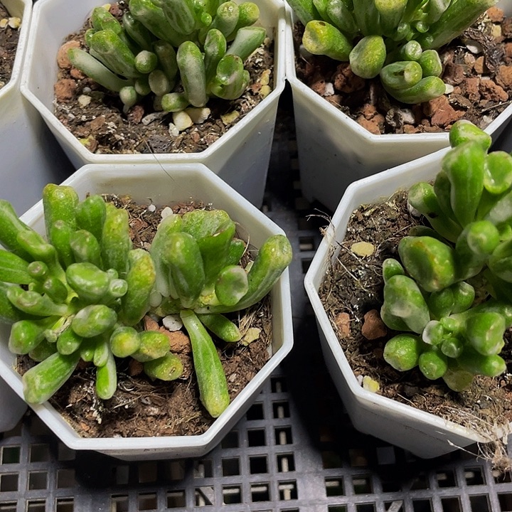 西财树锦带盆土发