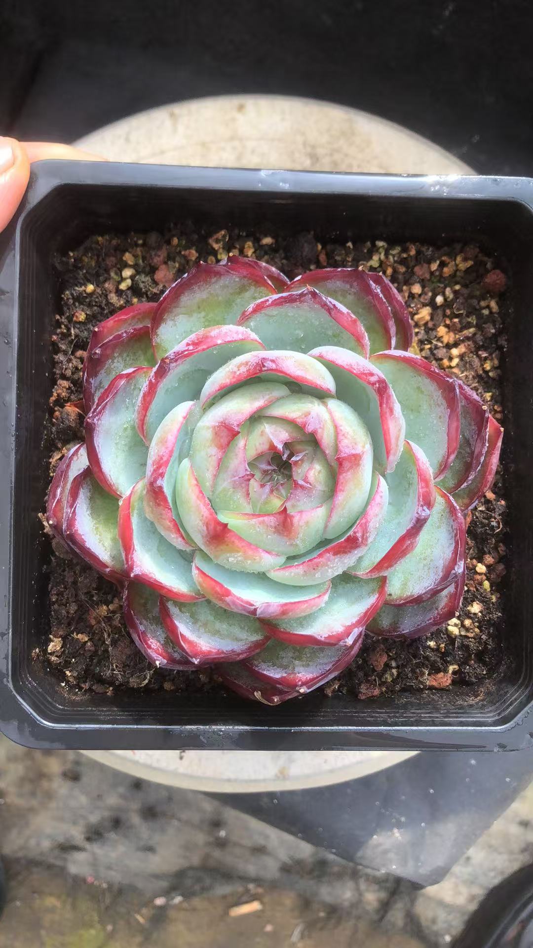 惊鸿仙子螺旋叠叶精控 多肉