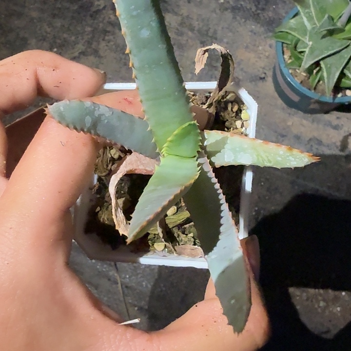 多肉植物卡比塔塔变种