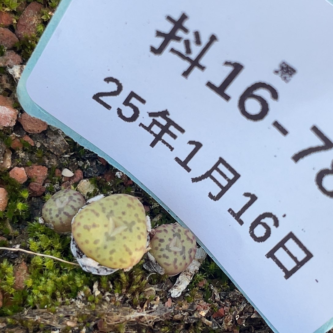 16-78肉锥多肉植物