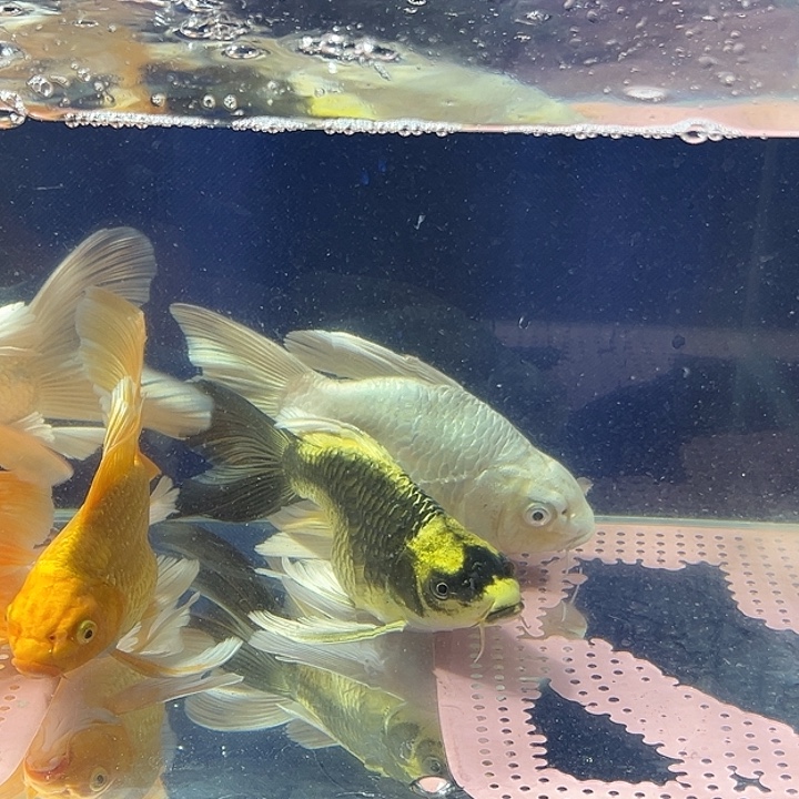 *****海水鱼玛雅蝴蝶鲤球体