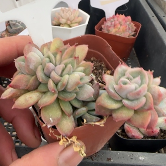 172麦秆缀一物一拍18包邮