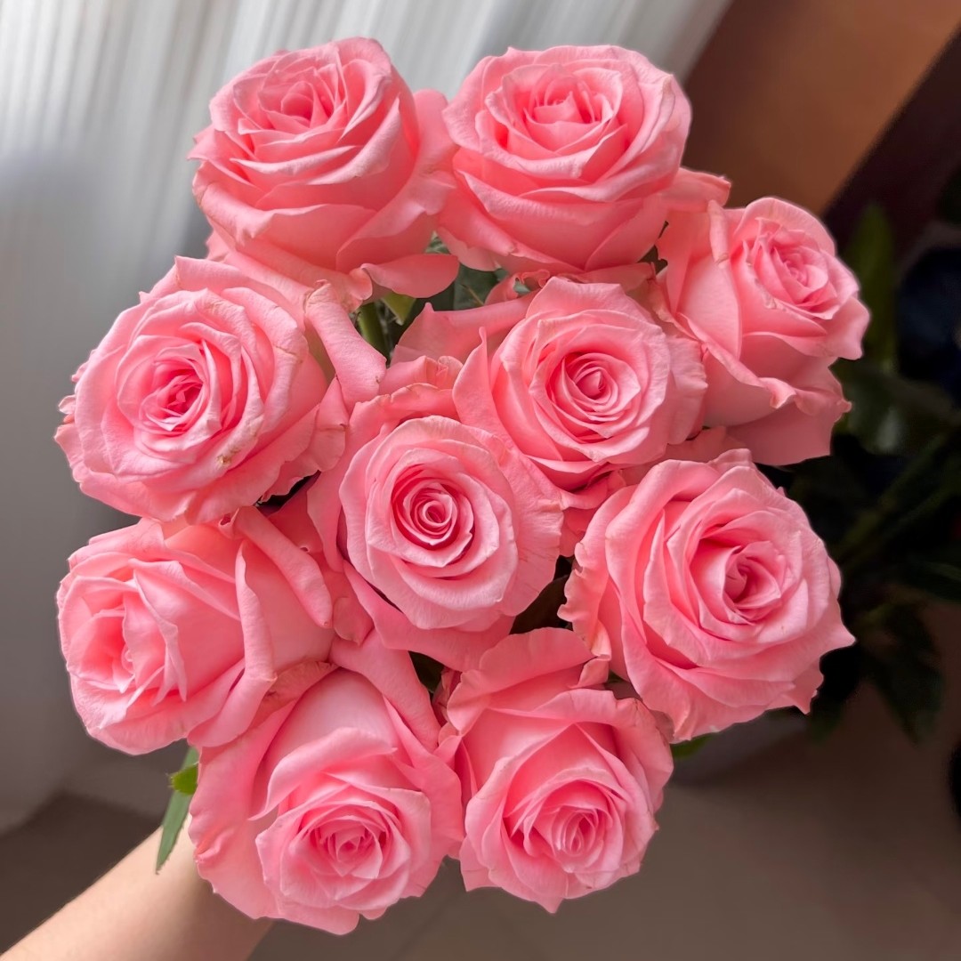  戴安娜【买三送一】云南直发玫瑰老桩苗盆栽地栽花卉多季重复开花