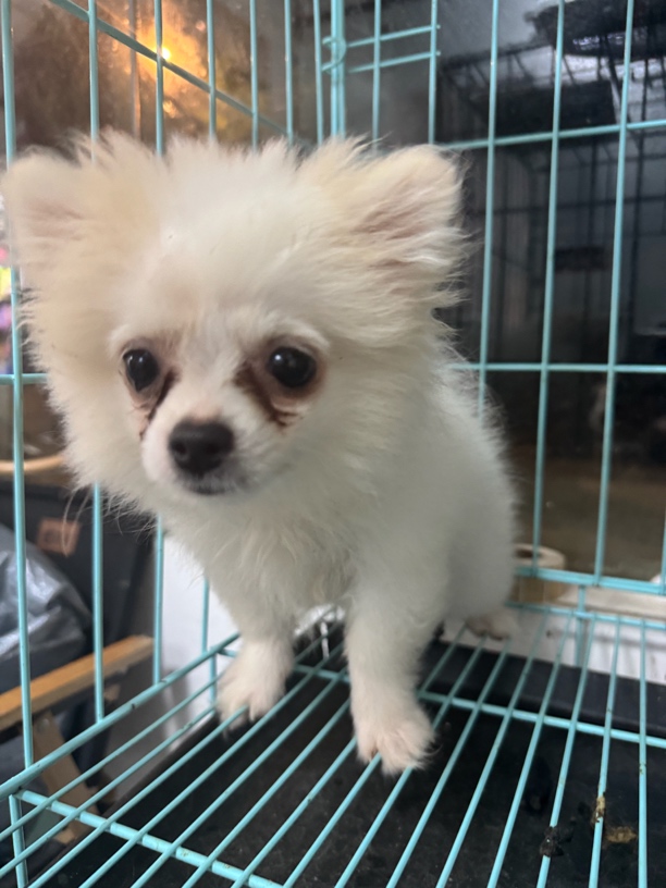 博美幼犬长不大不掉毛幼崽宠物狗