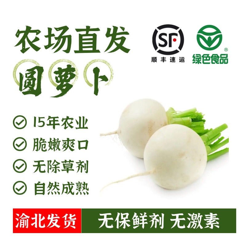 MUFENGYUAN/沐丰园农场直发顺丰包邮爽脆多汁自然成熟圆白萝卜