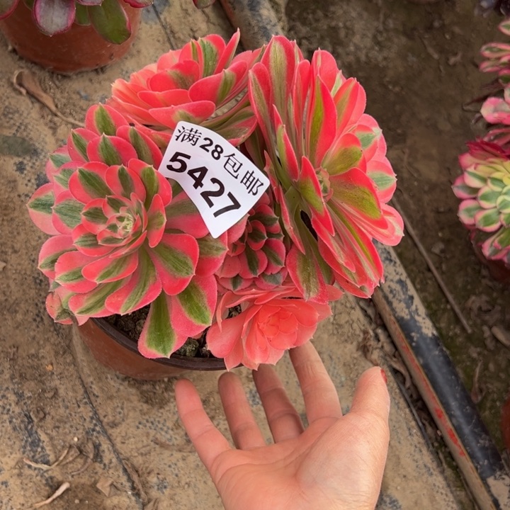 5427女巫多肉植物