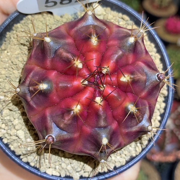 扁肥圆 米哈仙人球