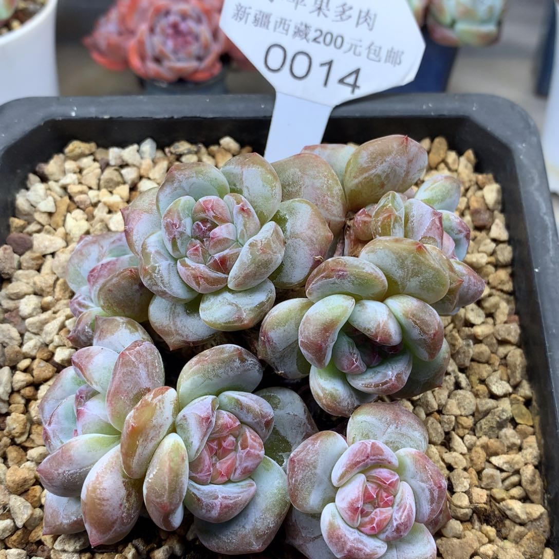 绿底紫心014/11.5cm8头有砍