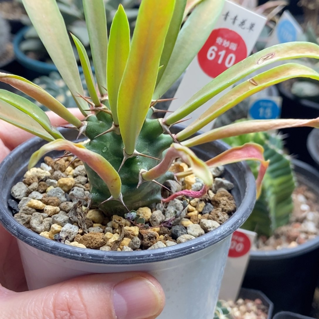 索马里大戟×火山大戟