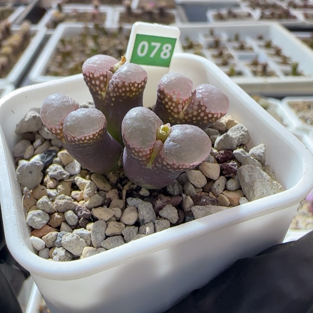 漂亮风铃玉。 78。  