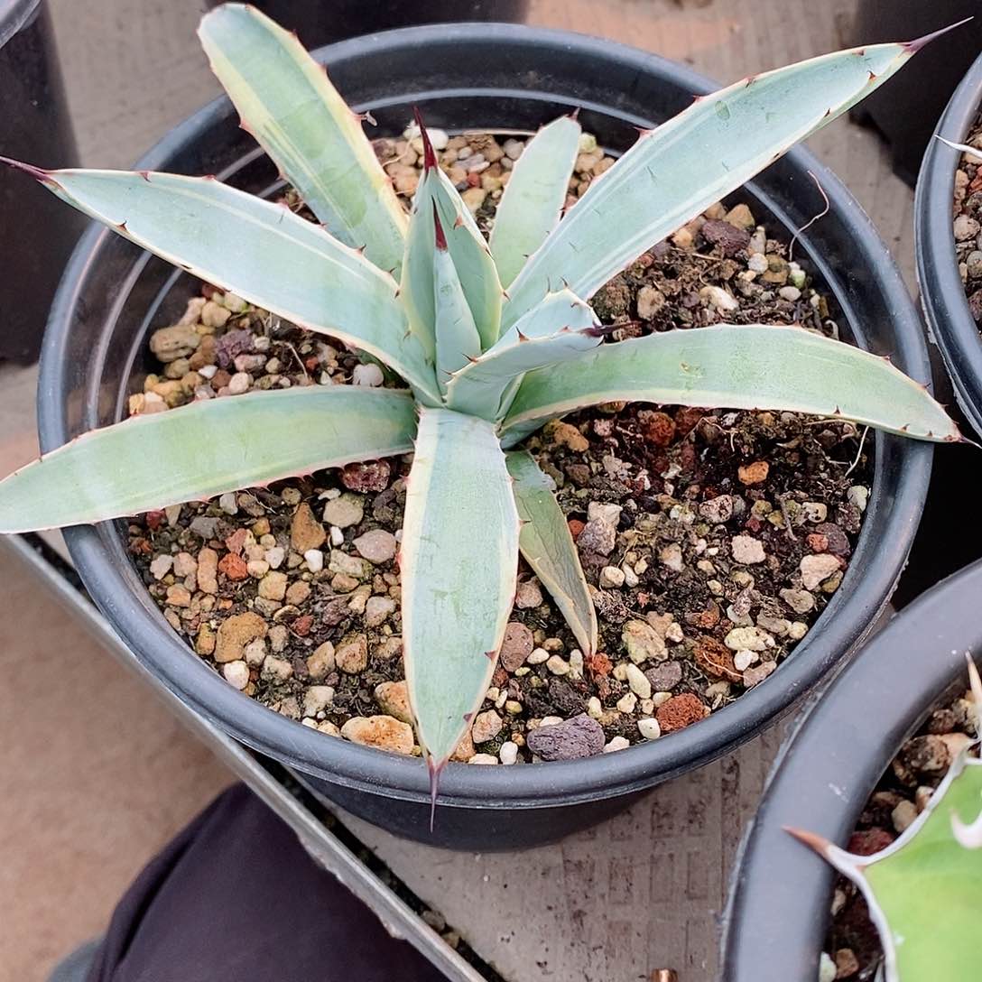 多肉植物龙蛇兰植物