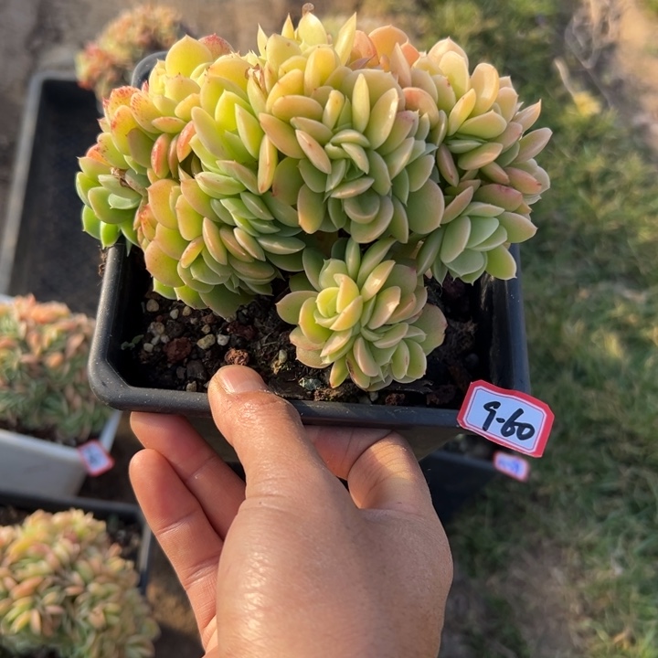 精品多肉植物老桩星娜塔缀
