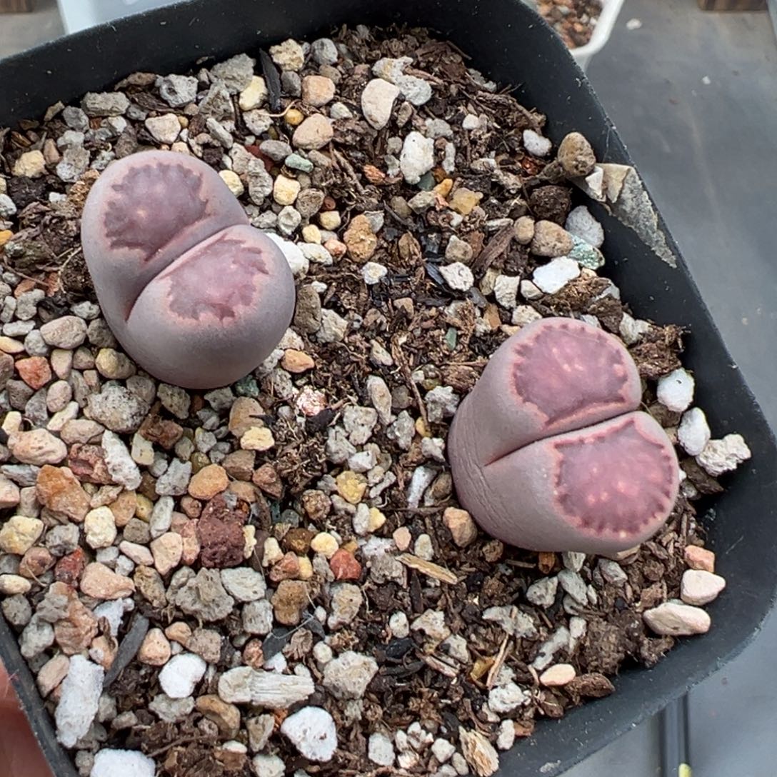 11.9好看的多肉脱土发货877高腿