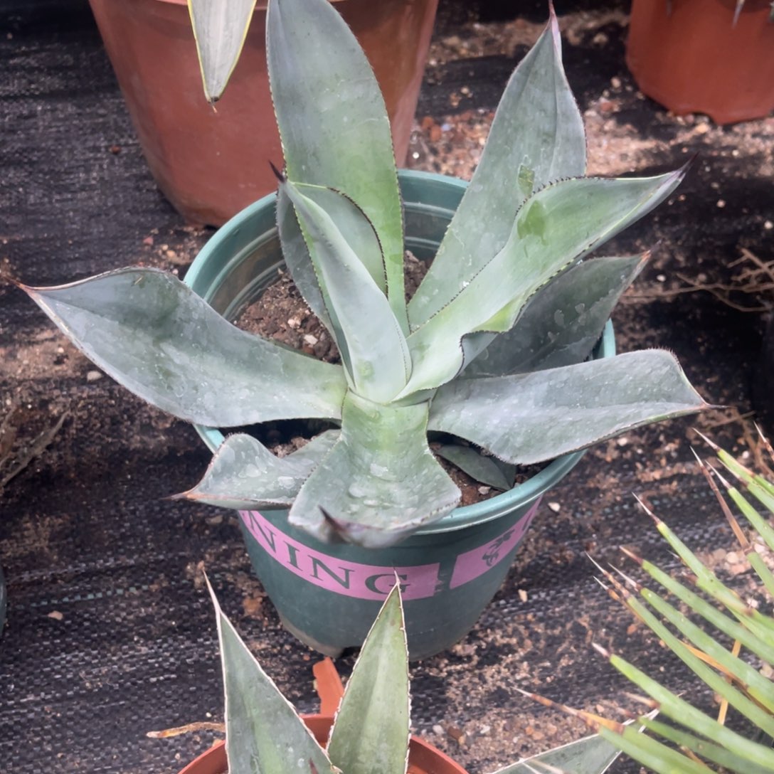 白狐龙舌兰系列88