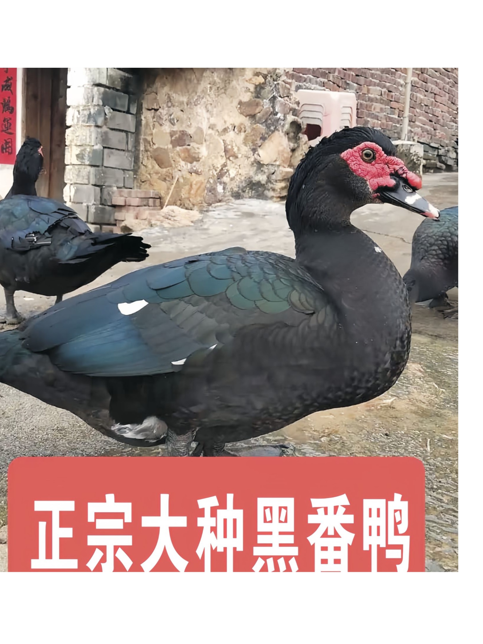 福建发次日 农村散养 番鸭肉 黑番肉 顺丰包邮
