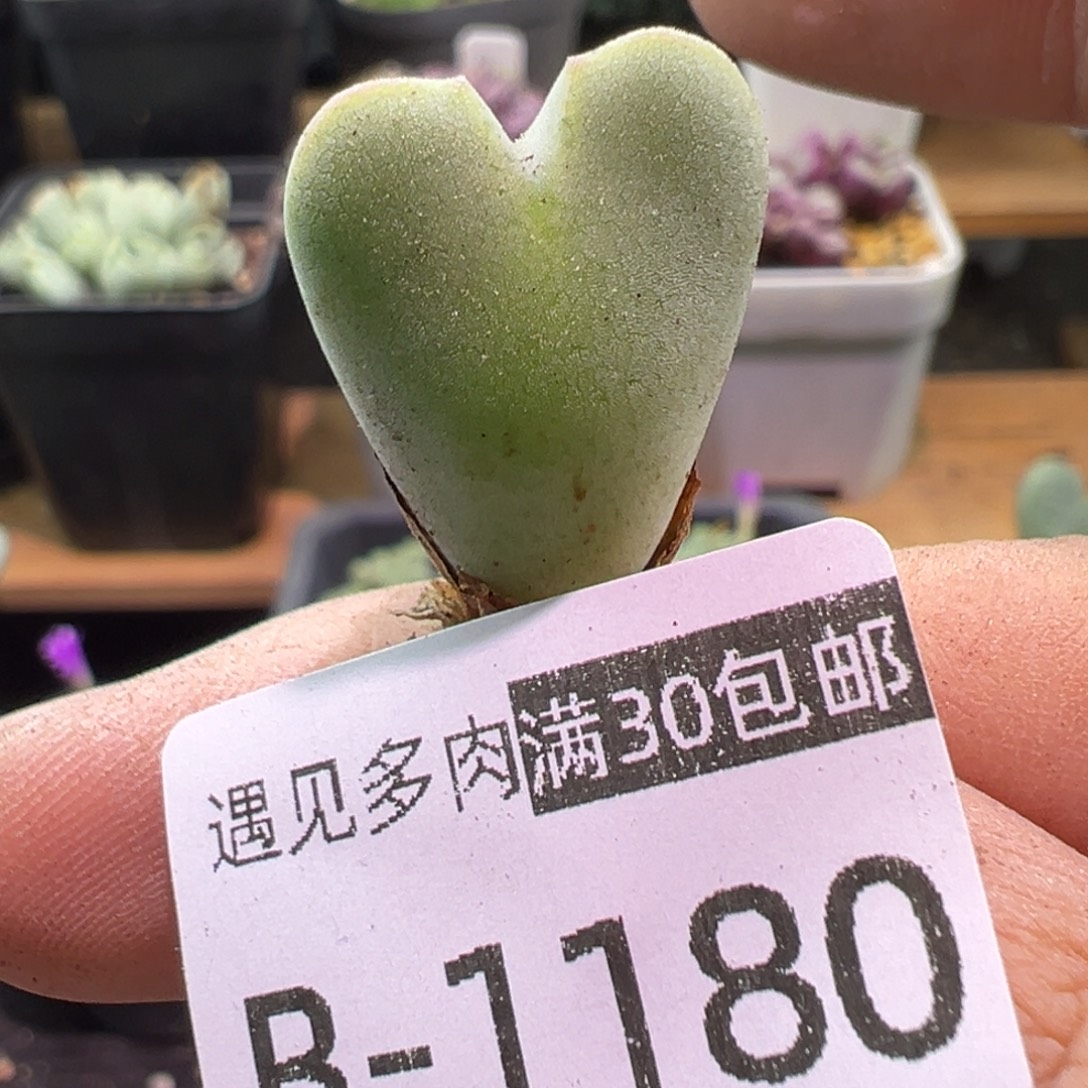 多肉植物1111111111111