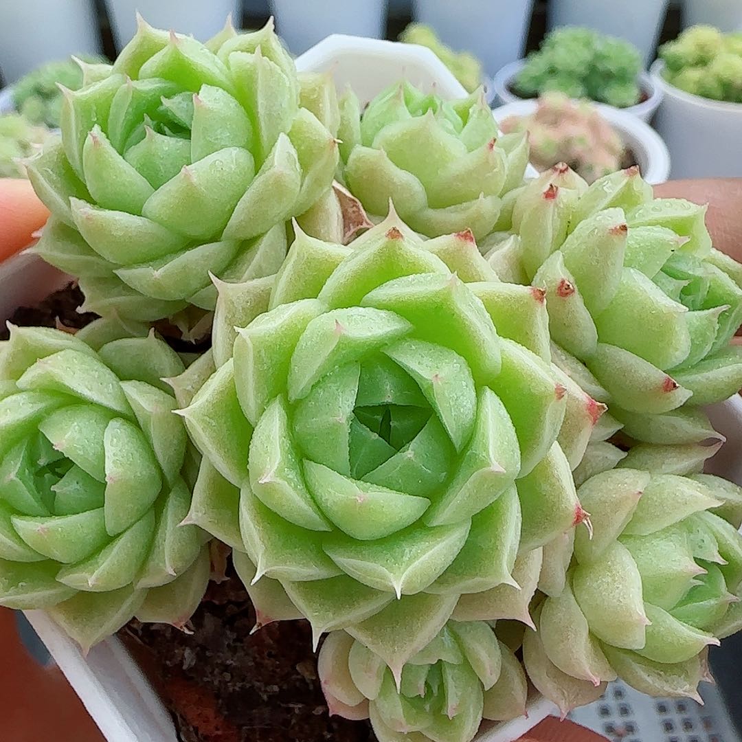 【闪购商品】0605-25钻石纹包子优选麦杆