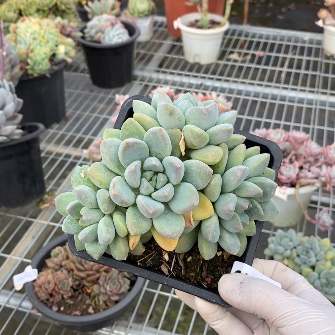 19807奶糖多头一物一拍