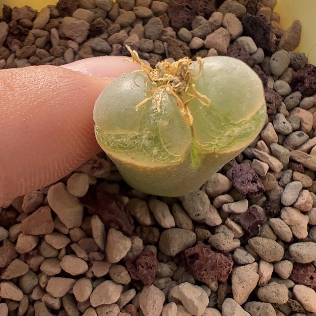 139 好看的肉锥冲冲冲