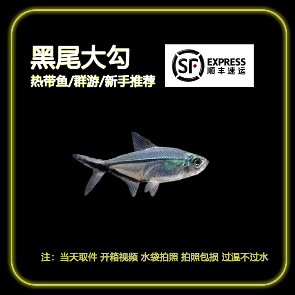 【顺丰发货】黑尾大勾热带观赏鱼草缸溪流缸耐养不挑食群游黑尾大勾
