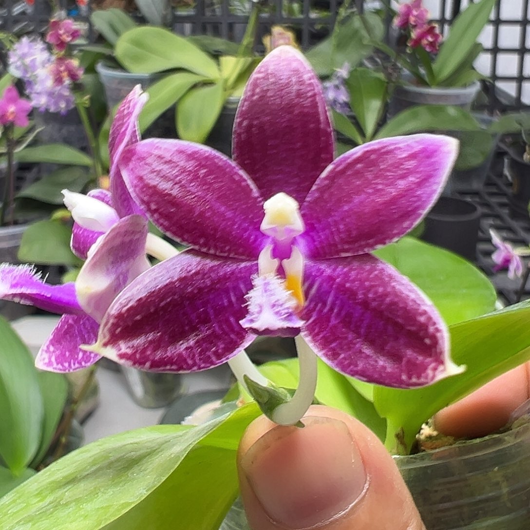 当前无花栽培后可以开花