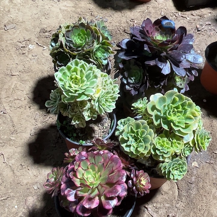 688多肉植物瑕疵特价，