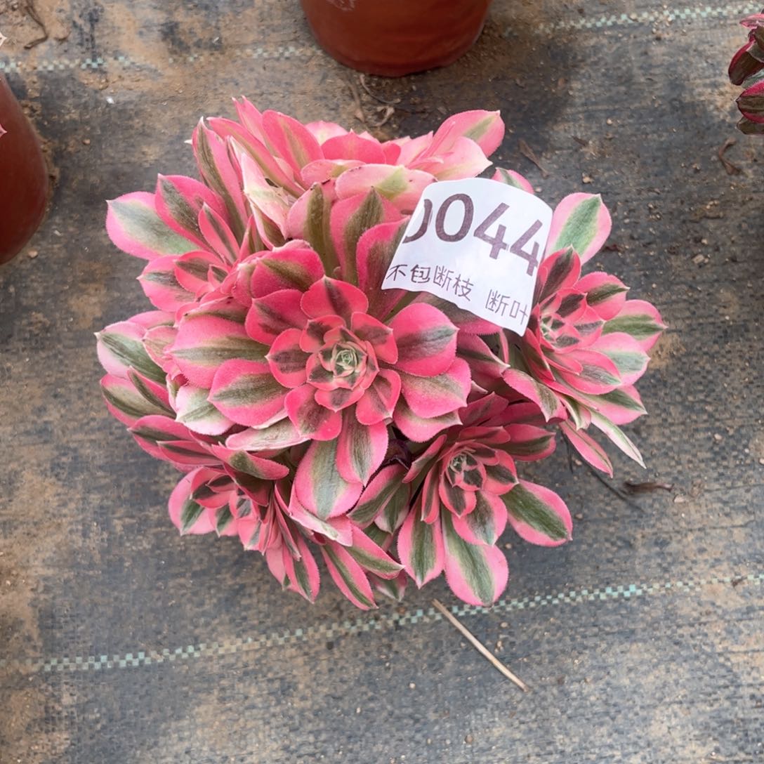 44号，粉女巫老桩，脱土发货