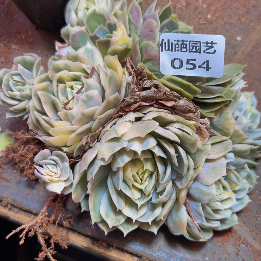 054多肉植物的生长发育和