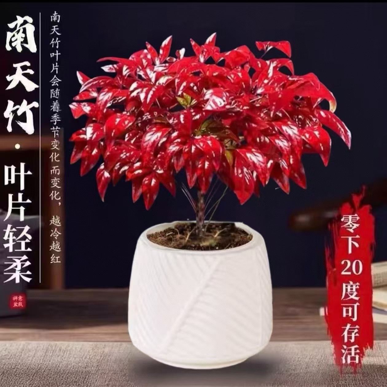 补贴【带白盆】越冷越红火焰南天竹盆栽冬季耐寒室内外绿植