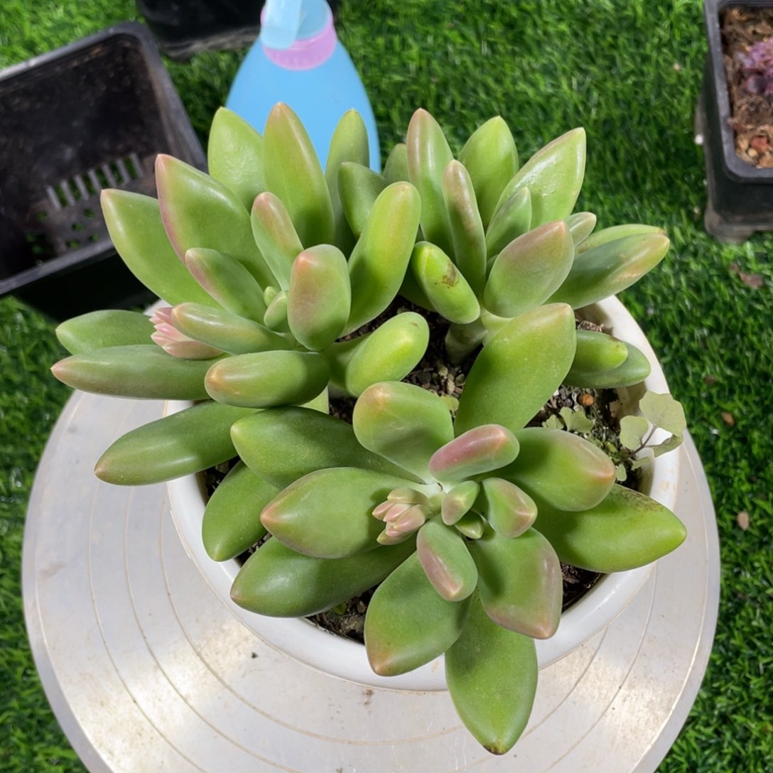 东*正版芒果奶多肉植物