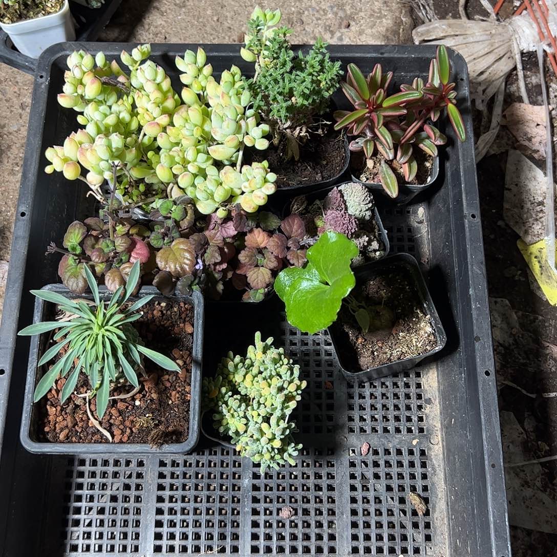 多肉组合1234567890